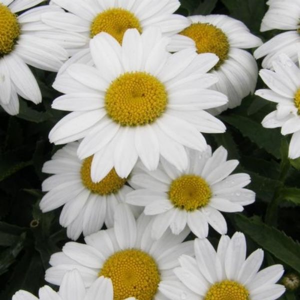 Snowcap Daisy