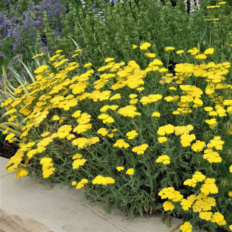 Moonshine Yarrow