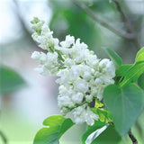 Common White Lilac