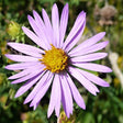 Smooth Aster