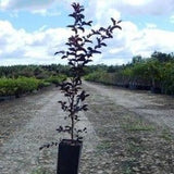 Black Diamond&reg; Red Hot&trade; Crape Myrtle Shrub