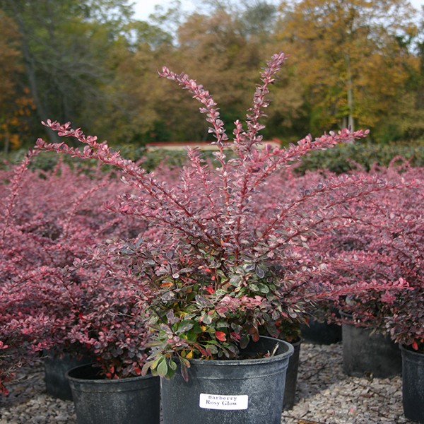 Rose Glow Barberry