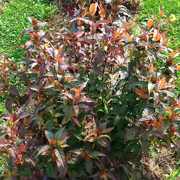 Kodiak&reg; Red Bush Honeysuckle