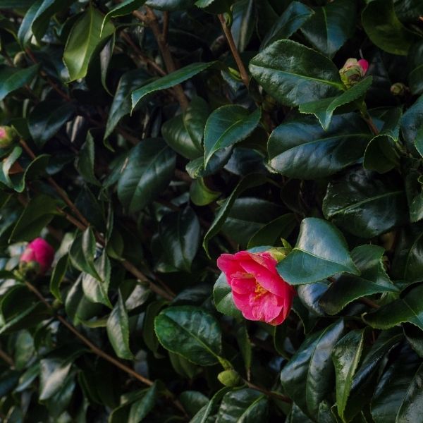 Kanjiro Camellia