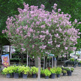 Dwarf Korean Lilac Tree