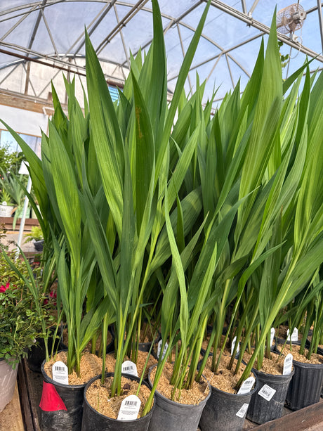 Crocosmia Lucifer plants in nursery containers showing tall upright green sword-shaped foliage under a greenhouse structure.