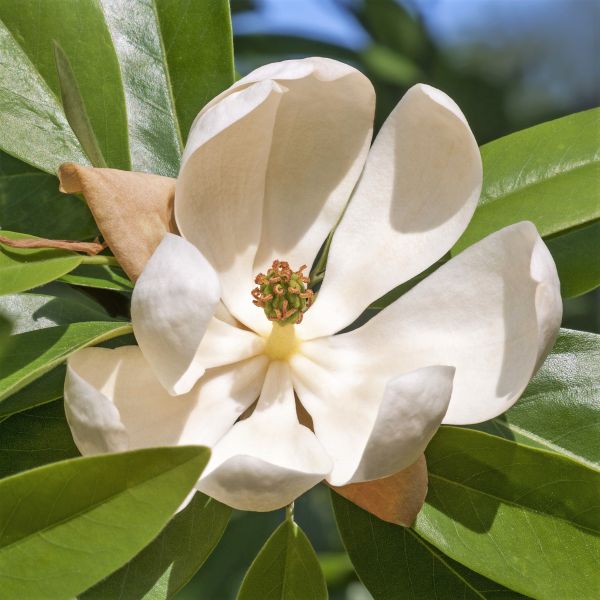 Sweet Bay Magnolia Shrub