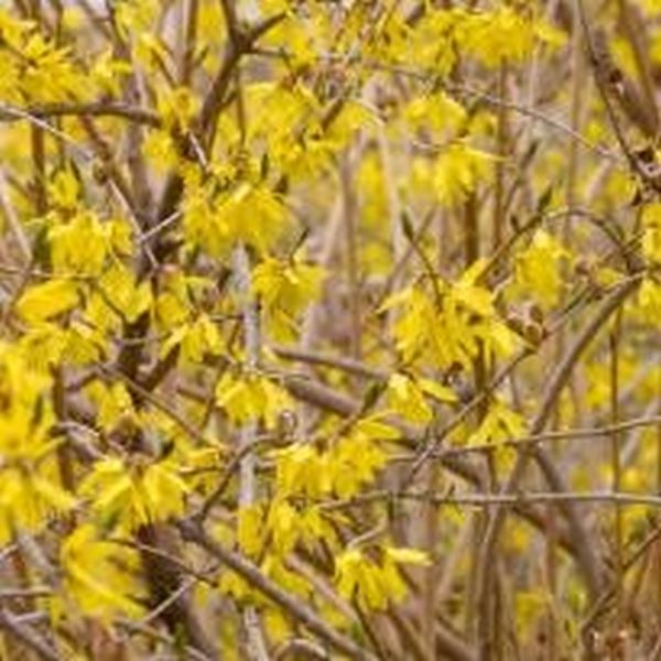 Forsythia Northern Gold