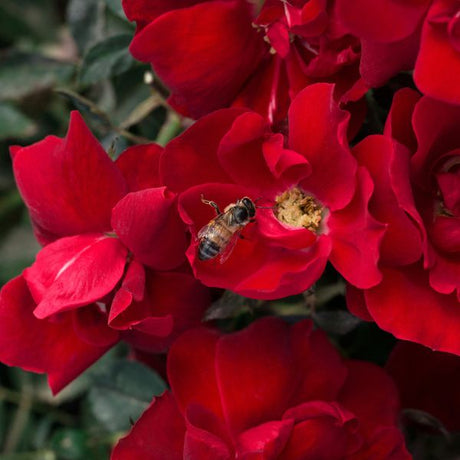 Bloomables Brick House Rose