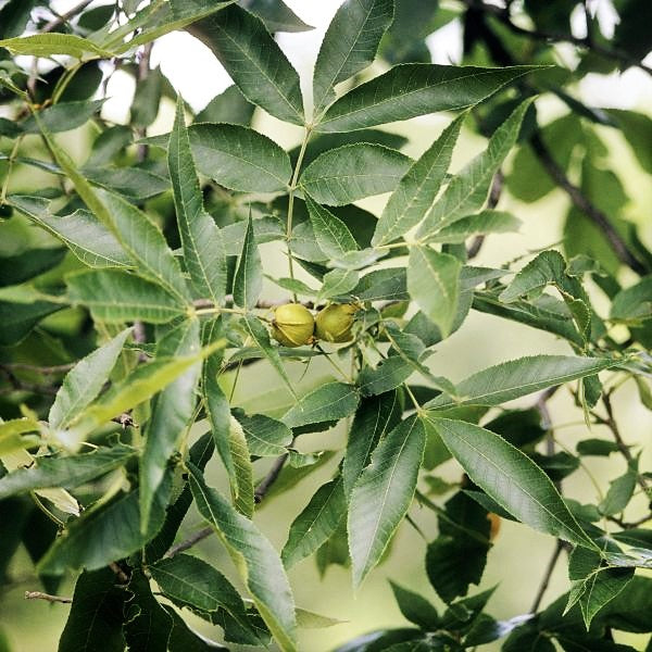 Desirable Pecan Tree