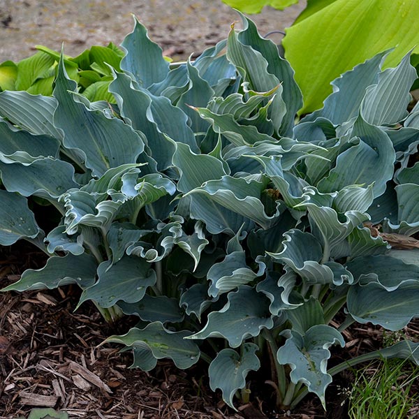 Hosta Waterslide