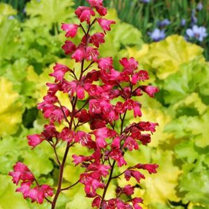 Paris Coral Bells