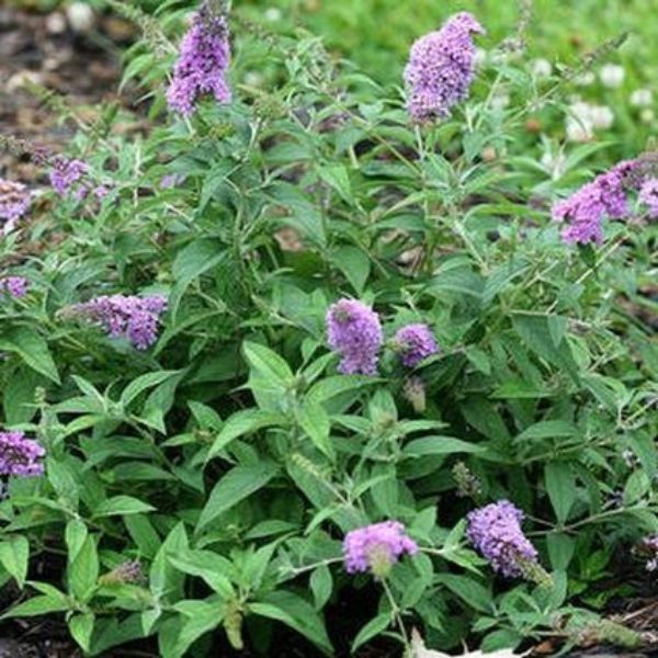 Lo & Behold&reg; Lilac Chip Butterfly Bush