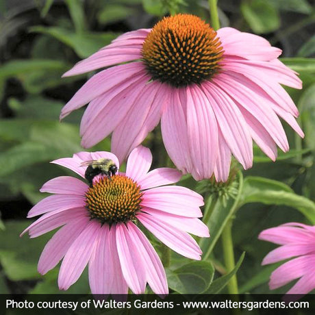 Magnus Purple Coneflower