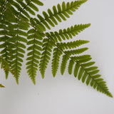 Brilliance Autumn Fern