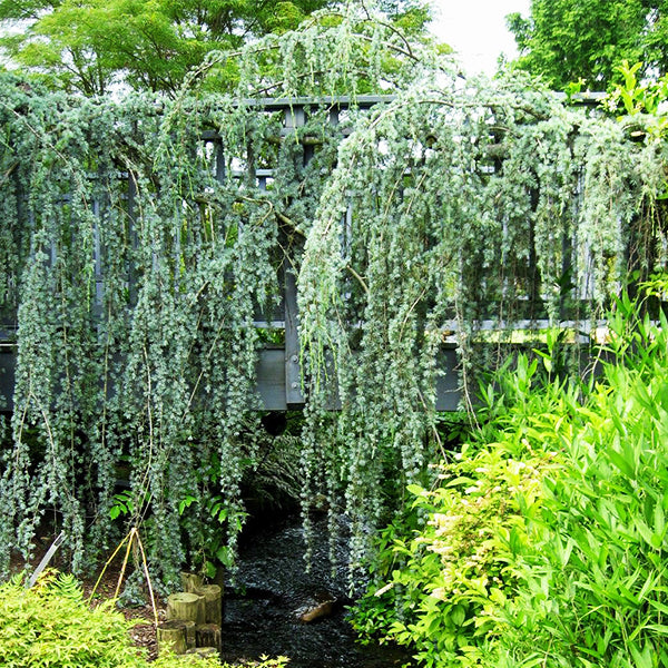 Weeping Blue Atlas Cedar Tree