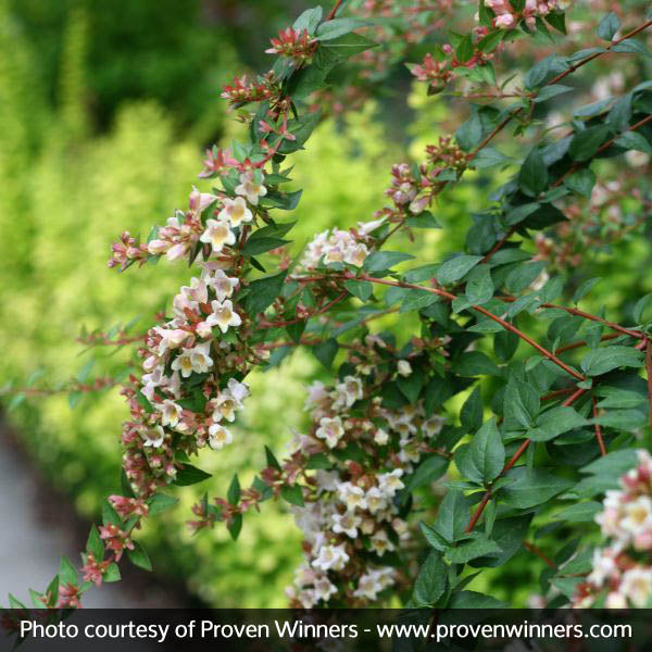 Sunny Anniversary&reg; Abelia