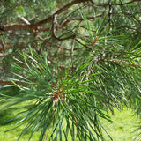 Scotch Pine