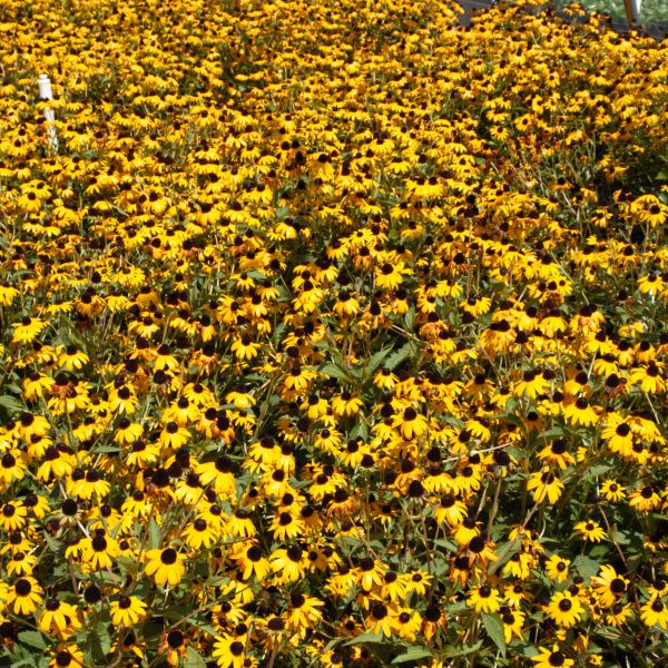 Goldsturm Black-Eyed Susan