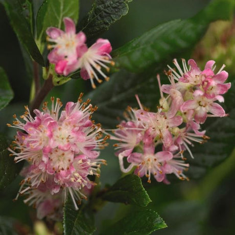 Ruby Spice Summersweet