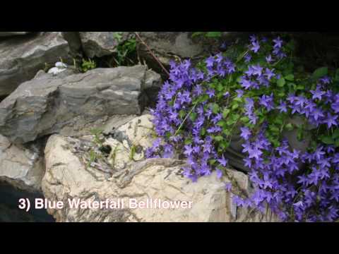 Blue Ice Amsonia