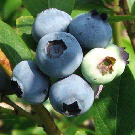 Earliblue Blueberry Bush