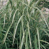 Variegated Japanese Silver Grass