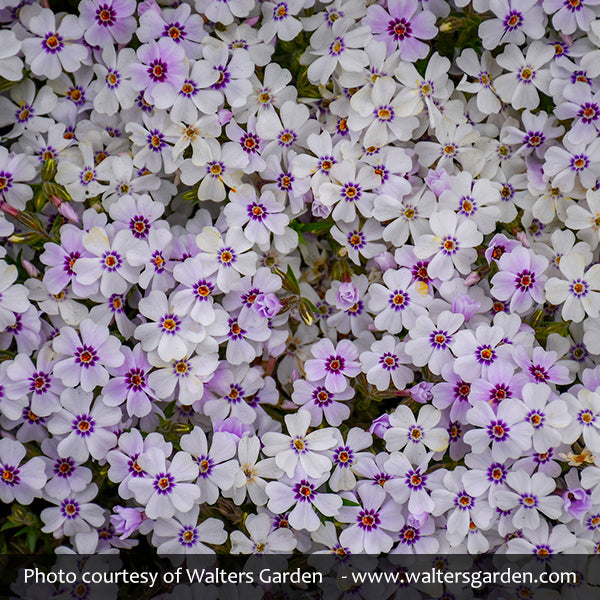 North Hills Creeping Phlox