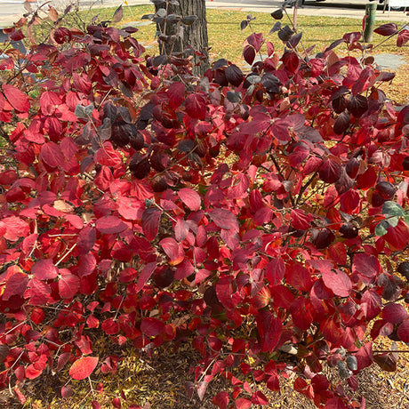 Korean Spice Viburnum