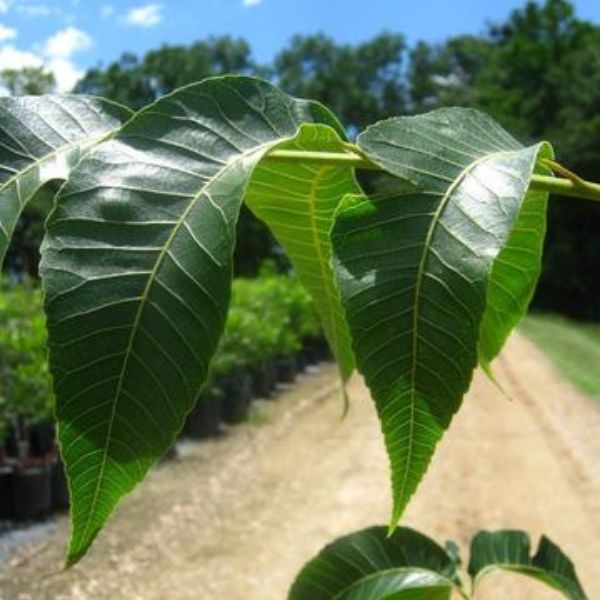 Elliot Pecan Tree