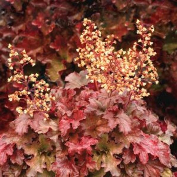 Root Beer Coral Bells