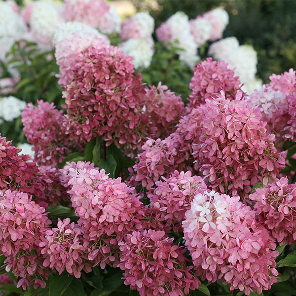 Zinfin Doll&reg; Panicle Hydrangea