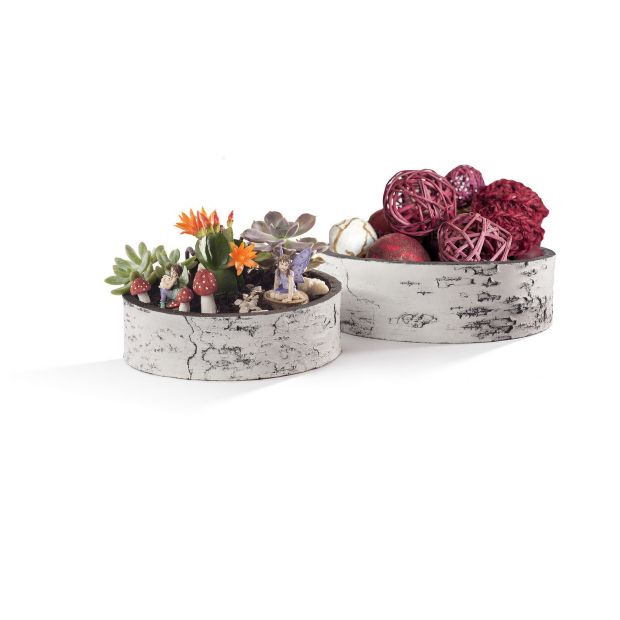 Surreal 9 Inch Birch Succulent Bowl