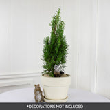 North Pole&reg; Arborvitae Holiday Tree