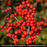 Berry Heavy&reg; Winterberry Holly