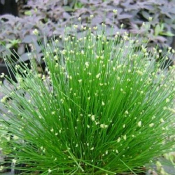 Fiber Optic Grass