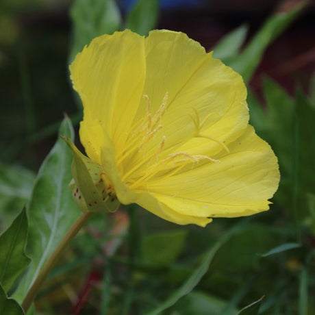 Bigfruit Evening Primrose