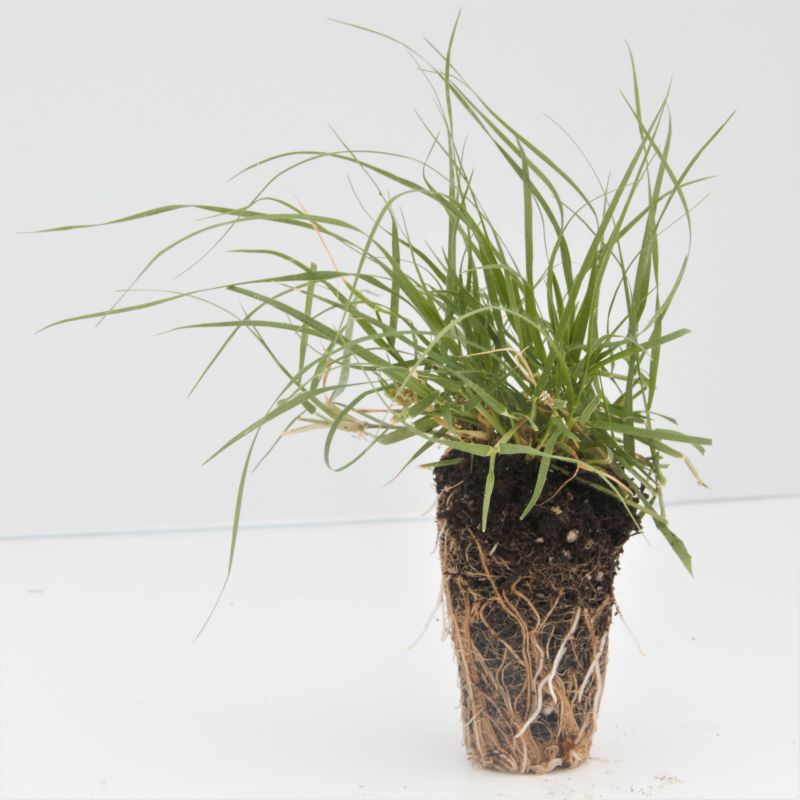 Legacy Buffalo Grass Plugs