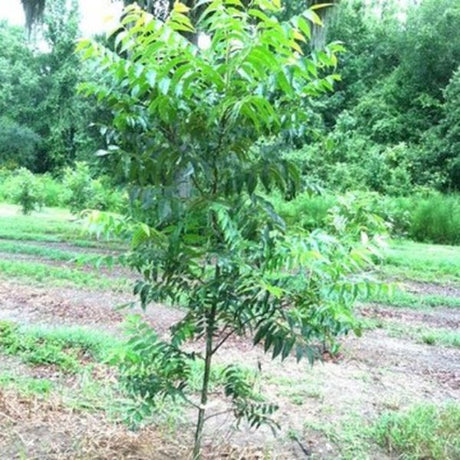 Elliot Pecan Tree