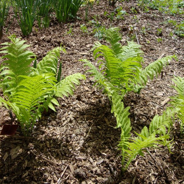 Ostrich Fern