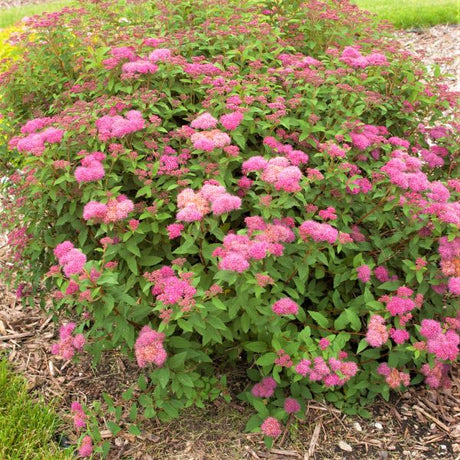 Superstar&trade; Spirea