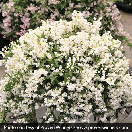 Yuki Snowflake&reg; Deutzia