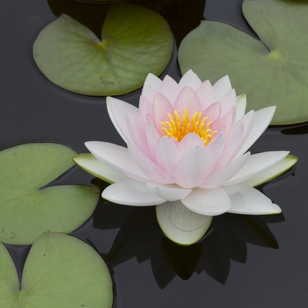 Marliacea Carnea Water Lily