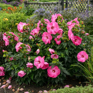 Airbrush Effect Hardy Hibiscus