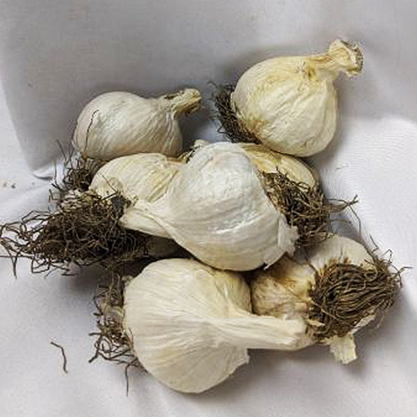 German Red Garlic