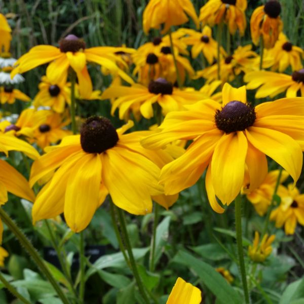 Indian Summer Black-Eyed Susan