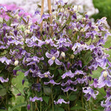 Proven Winners&reg; Stand by Me Lavender Bush Clematis