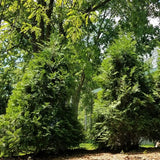 Affinity American Arborvitae