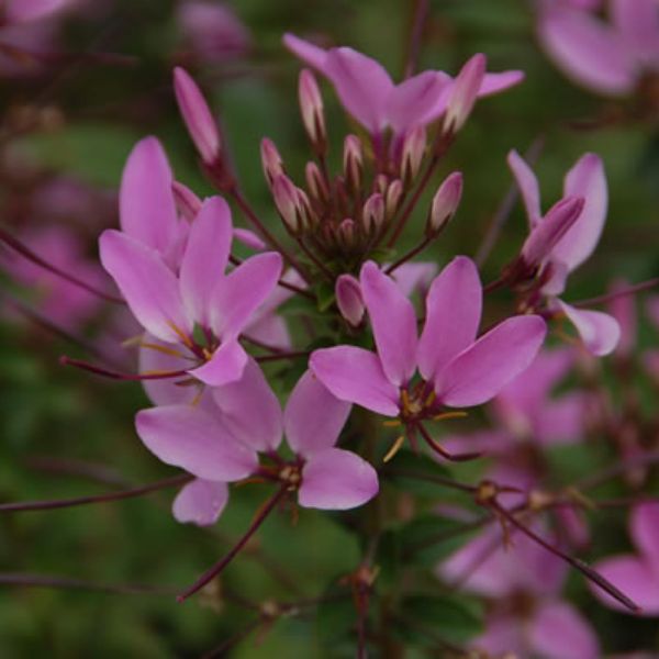 Senorita Rosalita Cleome