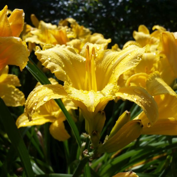 Mary Todd Daylily